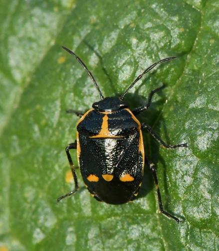 Eurydema oleracea